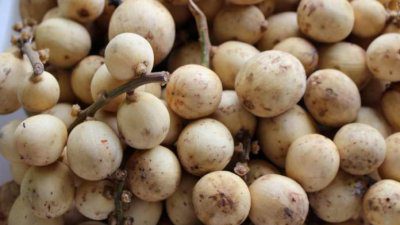 7 Manfaat Buah Langsat yang Luar Biasa untuk Kesehatan dan Kecantikan