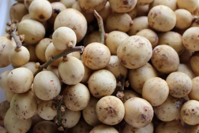 7 Manfaat Buah Langsat yang Luar Biasa untuk Kesehatan dan Kecantikan