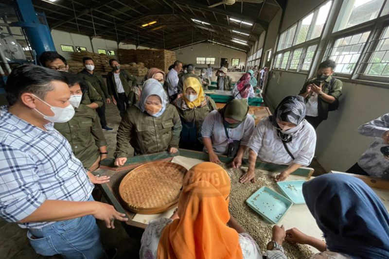 Optimalkan Pengelolaan Kopi Liberika di Kobar, Bupati ke Jateng