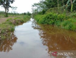 Saluran Sekunder Food Estate Desa Pantik Perlu Direhabilitasi Saluran Sekunder Food Estate Desa Pantik Perlu Direhabilitasi