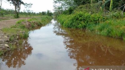 Saluran Sekunder Food Estate Desa Pantik Perlu Direhabilitasi