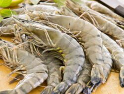 RI Kejar Target Produksi Udang 2 Juta Ton pada 2024 RI Kejar Target Produksi Udang 2 Juta Ton pada 2024