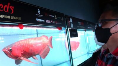 Pasar Eropa Potensial Digarap Untuk Ekspor Ikan Hias Indonesia