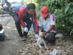 4 Warga Di Jembrana Bali Diserang Anjing Rabies