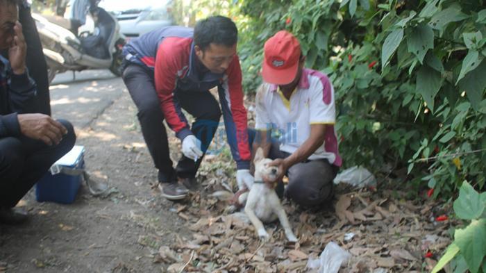 4 Warga Di Jembrana Bali Diserang Anjing Rabies