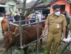 Sentra Pemasok Sapi Terbesar Di Magelang Mulai Vaksinasi PMK