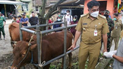 Sentra Pemasok Sapi Terbesar Di Magelang Mulai Vaksinasi PMK