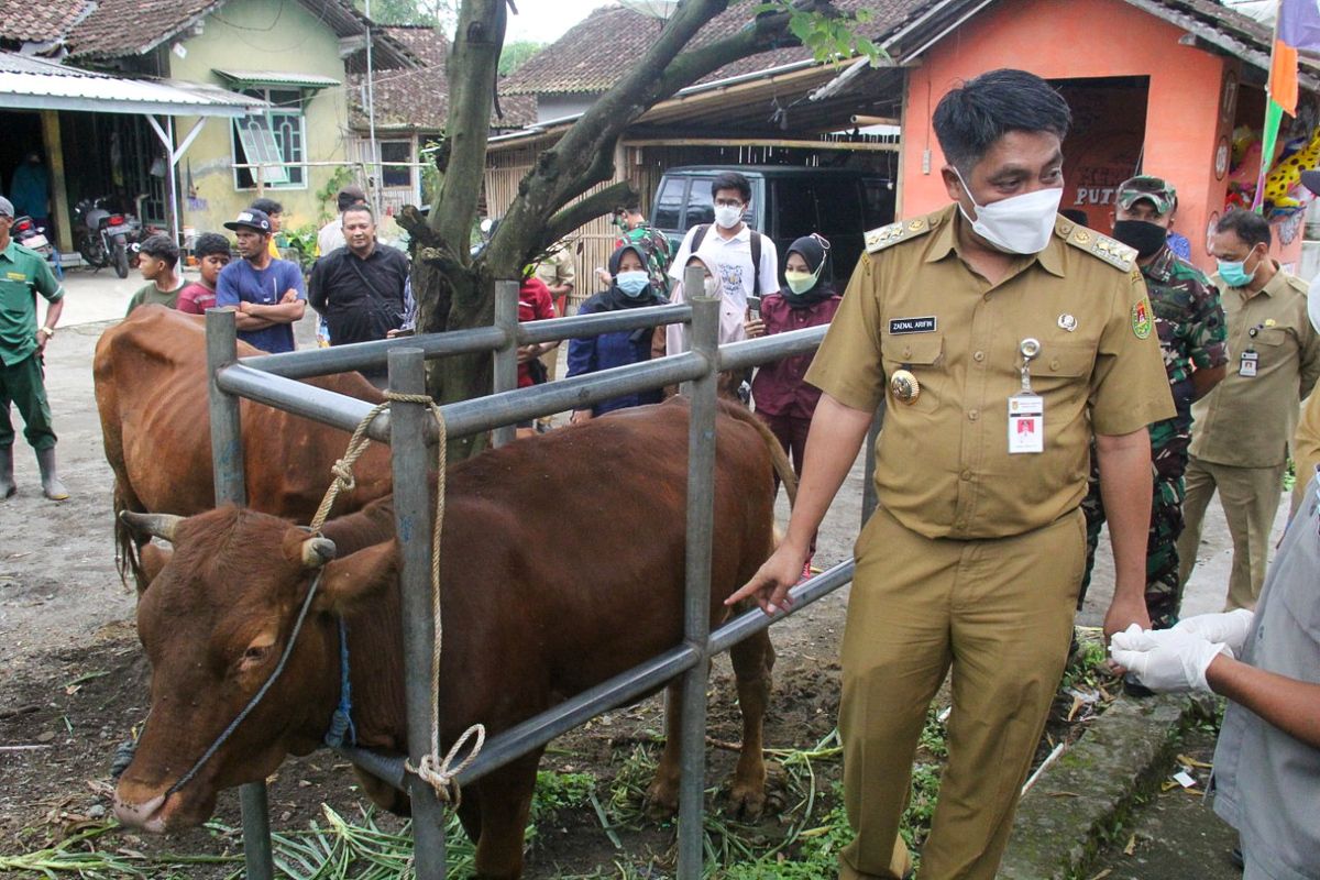Sentra Pemasok Sapi Terbesar Di Magelang Mulai Vaksinasi PMK