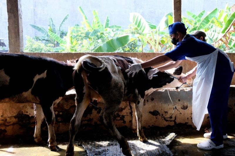Satgas: Seluruh Wilayah Jawa Timur, Jawa Tengah Dan Bangka Belitung Terjangkit PMK
