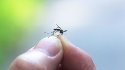 5 Aplikasi Pengusir Nyamuk yang Wajib Dicoba