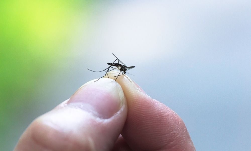 5 Aplikasi Pengusir Nyamuk yang Wajib Dicoba