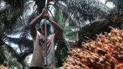 Bursa CPO Dinilai Hanya Untungkan Asing, Petani Dan Pelaku Usaha Makin Terpuruk