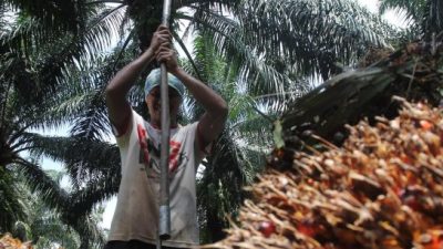 Bursa CPO Dinilai Hanya Untungkan Asing, Petani Dan Pelaku Usaha Makin Terpuruk