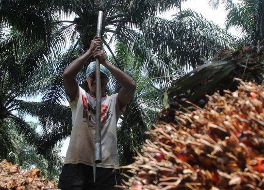 Bursa CPO Dinilai Hanya Untungkan Asing, Petani Dan Pelaku Usaha Makin Terpuruk