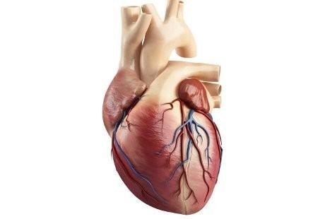 Ini Caranya Merawat Organ Dalam Tubuh Manusia Agar Sehat Setiap Hari